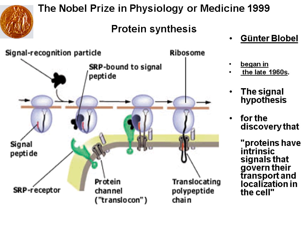 The Nobel Prize in Physiology or Medicine 1999 Protein synthesis Günter Blobel began in